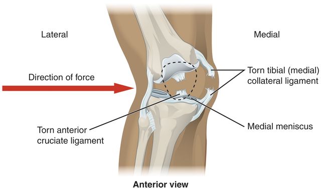 anatomy of the knee